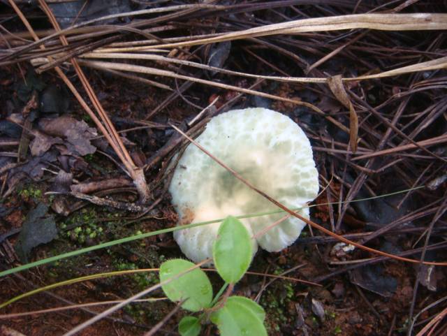 那样新鲜便出现在眼前还有一半藏匿在泥土里的菌子把草和松叶撩起来