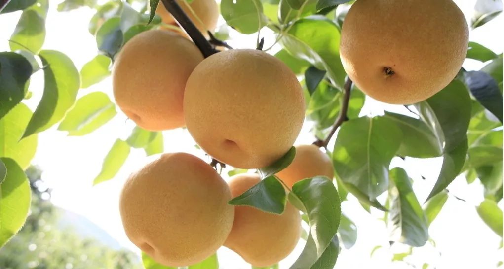 来永乐桥果园采摘夏季鲜果品尝夏日味道