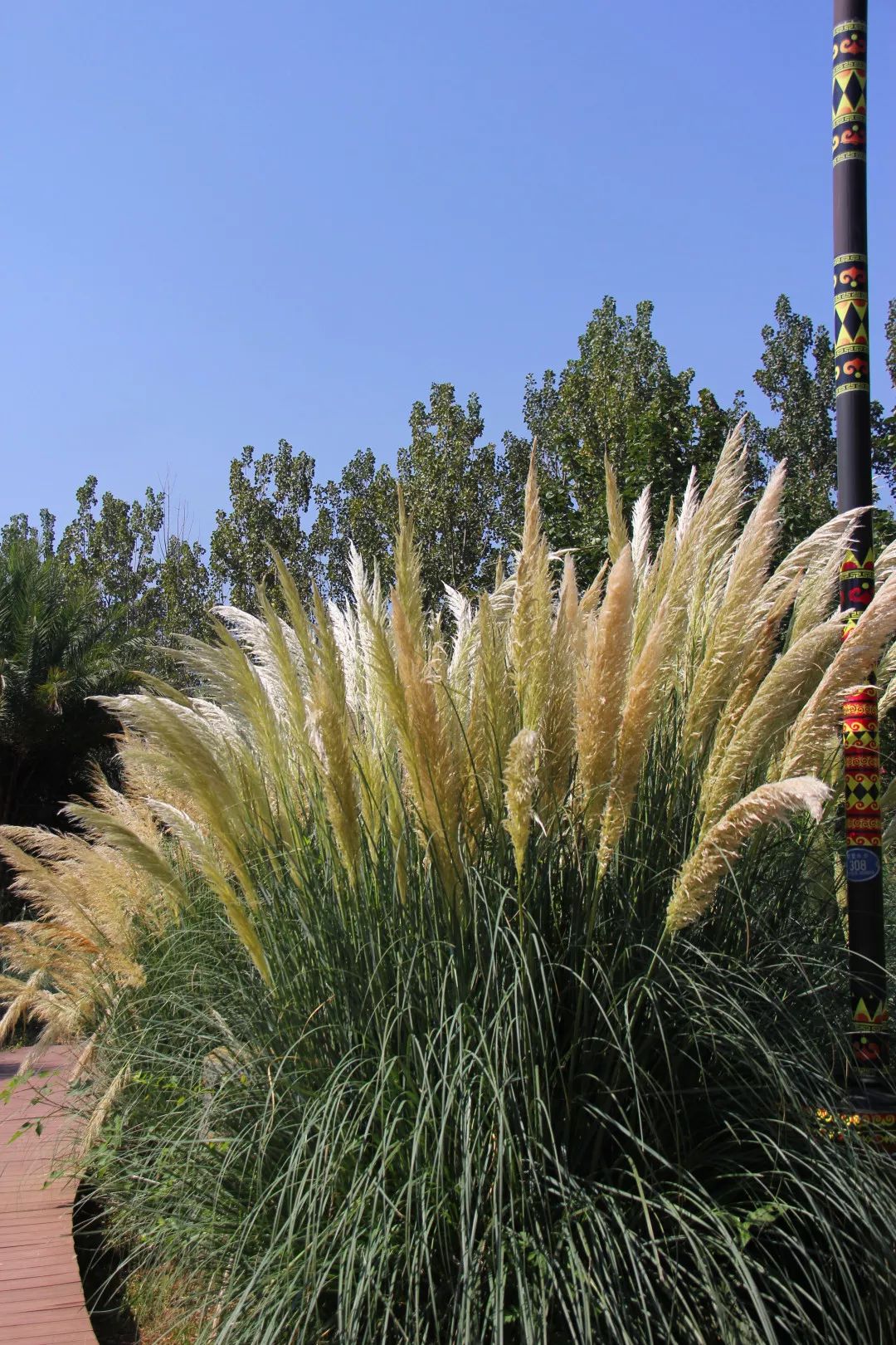 湿地赏花之旅蒲苇盛开的季节坚贞不渝爱情的象征