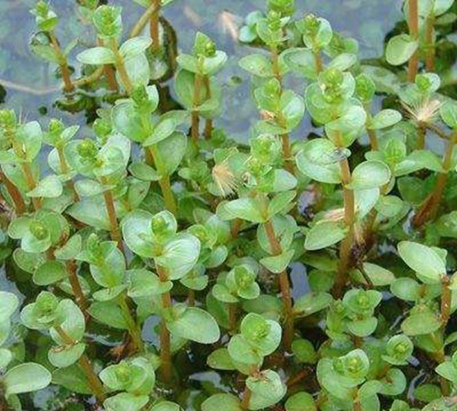 大山里4种美味的野菜,你都尝过吗