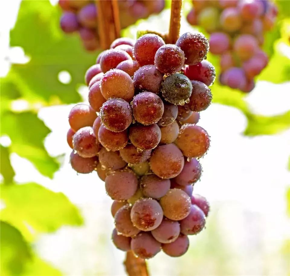 来尝一下汉源甜把阳光的味道带回家