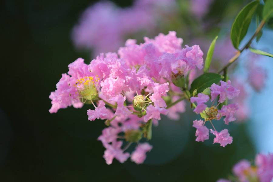 紫薇花诗词精选一十六首,晓迎秋露一枝新,不占园中最上春