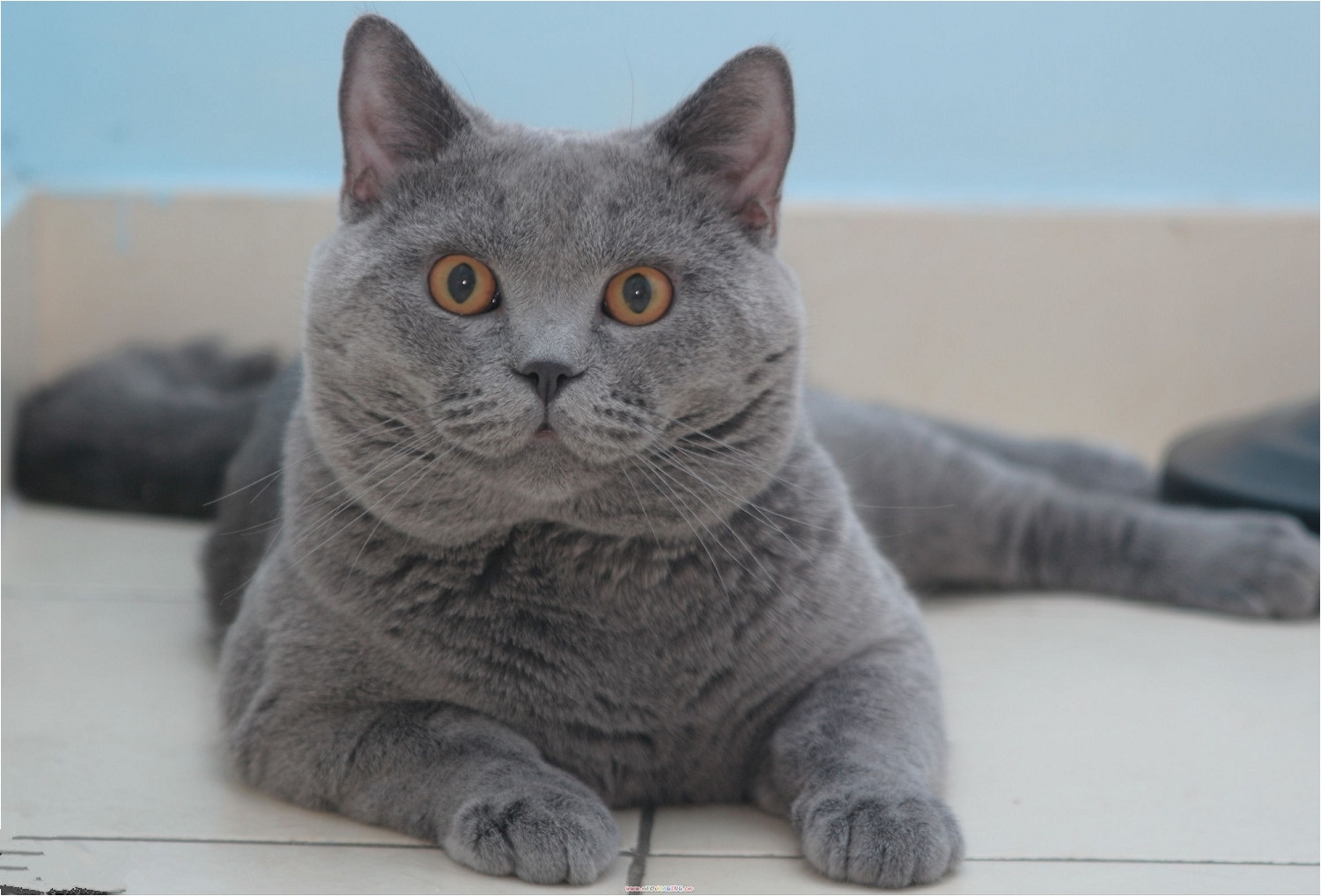 最受欢迎的猫咪英国短毛猫