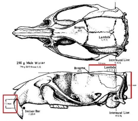 首先我们需要明确,大鼠在使用脑立体定位图谱时,需要满足颅骨水平位