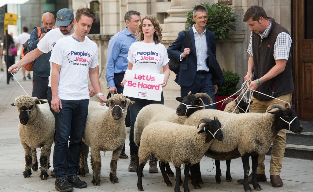 英国农民在政府大楼前遛羊抗议