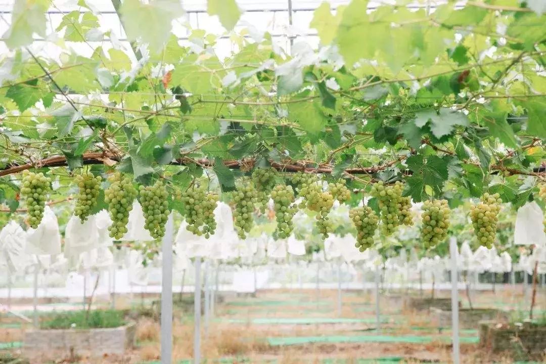 来永乐桥果园采摘夏季鲜果品尝夏日味道