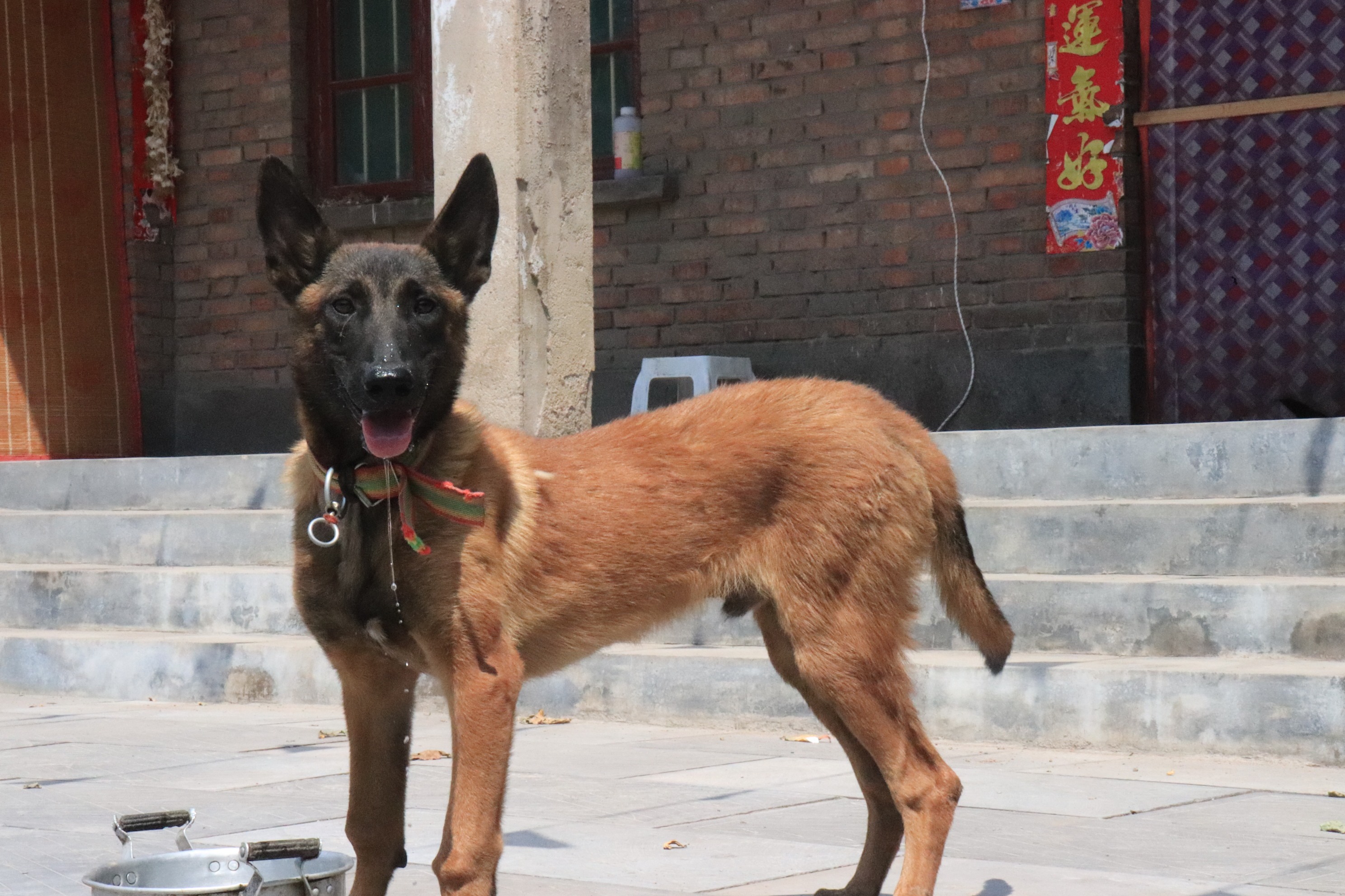 红马犬中国图片