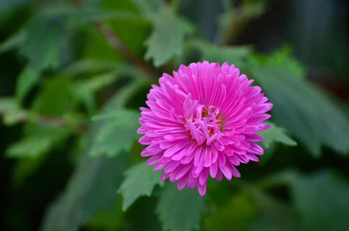 要想赏八月菊栽种时间是关键