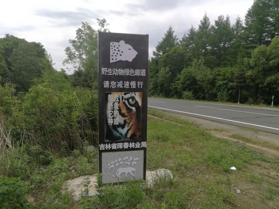 珲春东北虎保护区管理局早已在道路两旁设置了野生动物绿色廊道警示牌