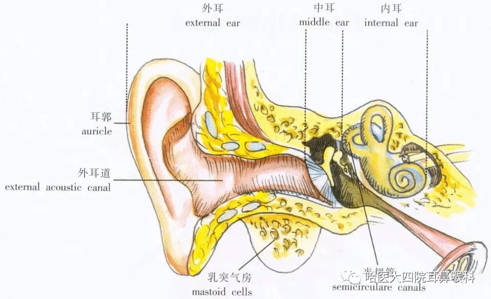 耵聍腺图片