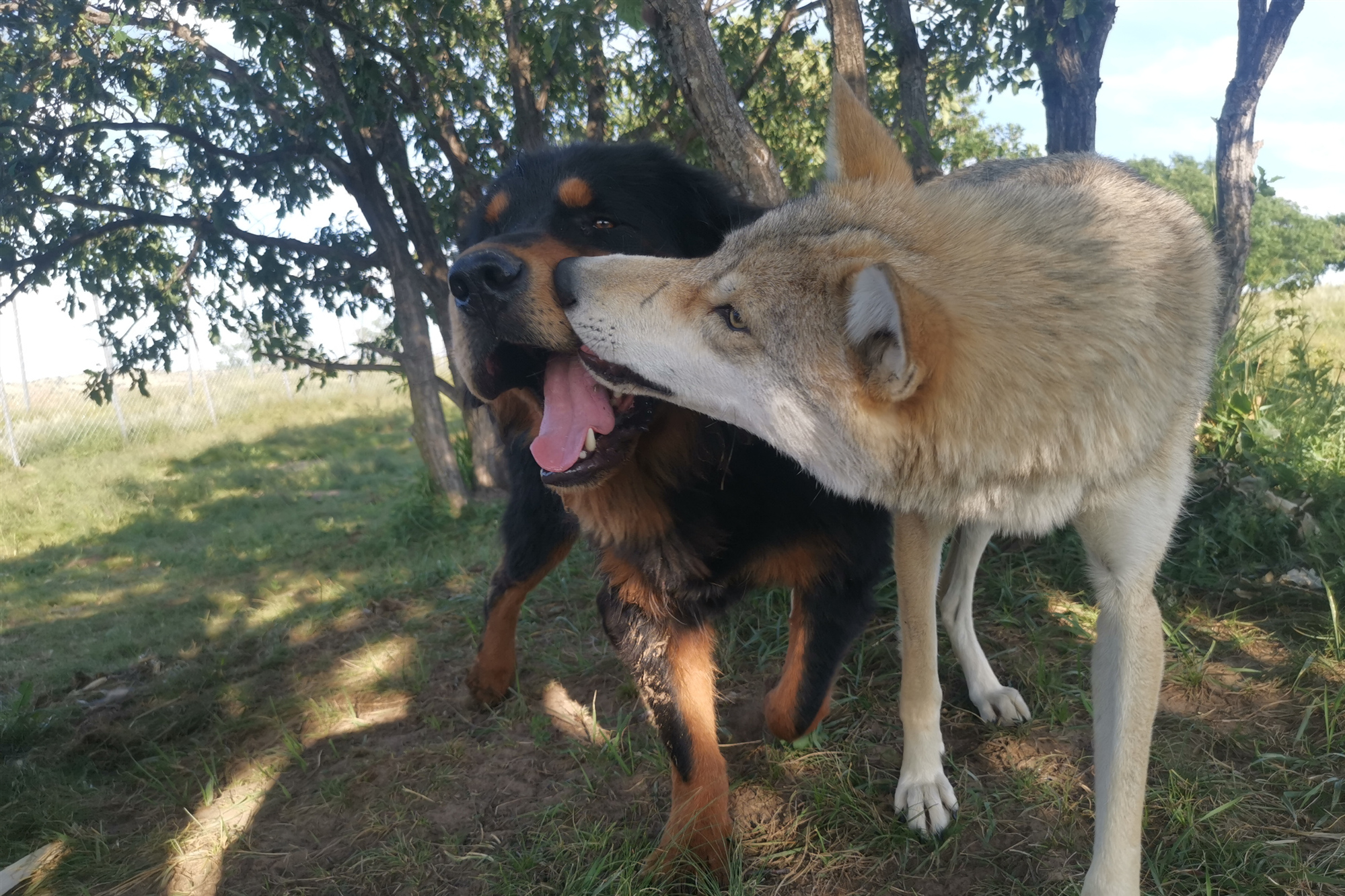 藏獒混入狼群1年成狼王,每天却护住第一口肉,孝敬老狼王