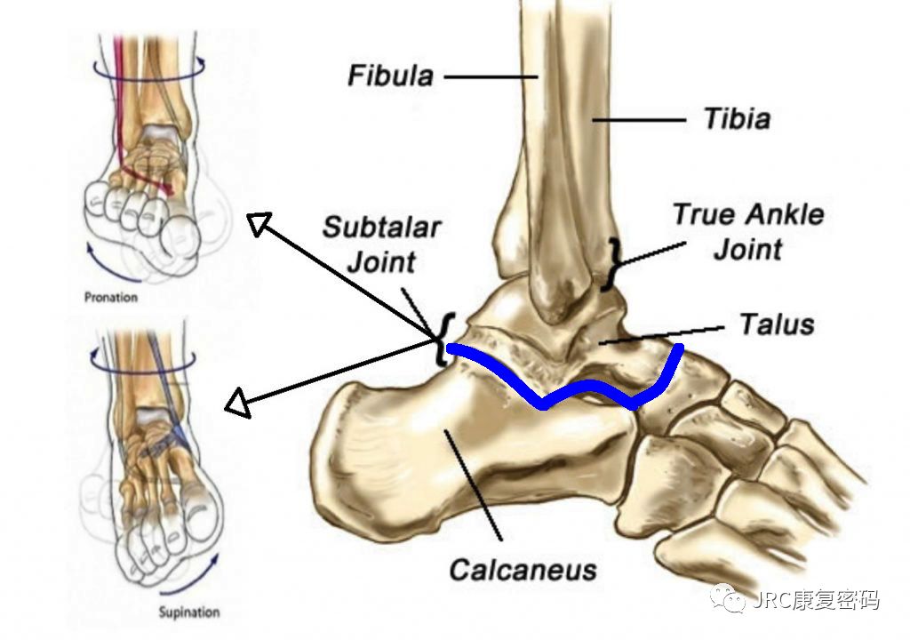 距下关节,又称为距跟关节,是距骨下关节面和跟骨上关节面组合成的关节