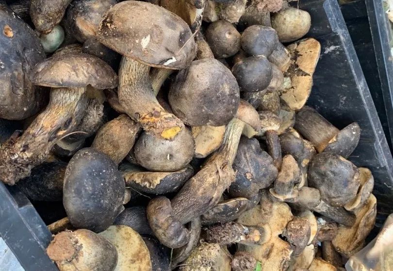 赶紧赶紧吃菌子炸鸡枞喽