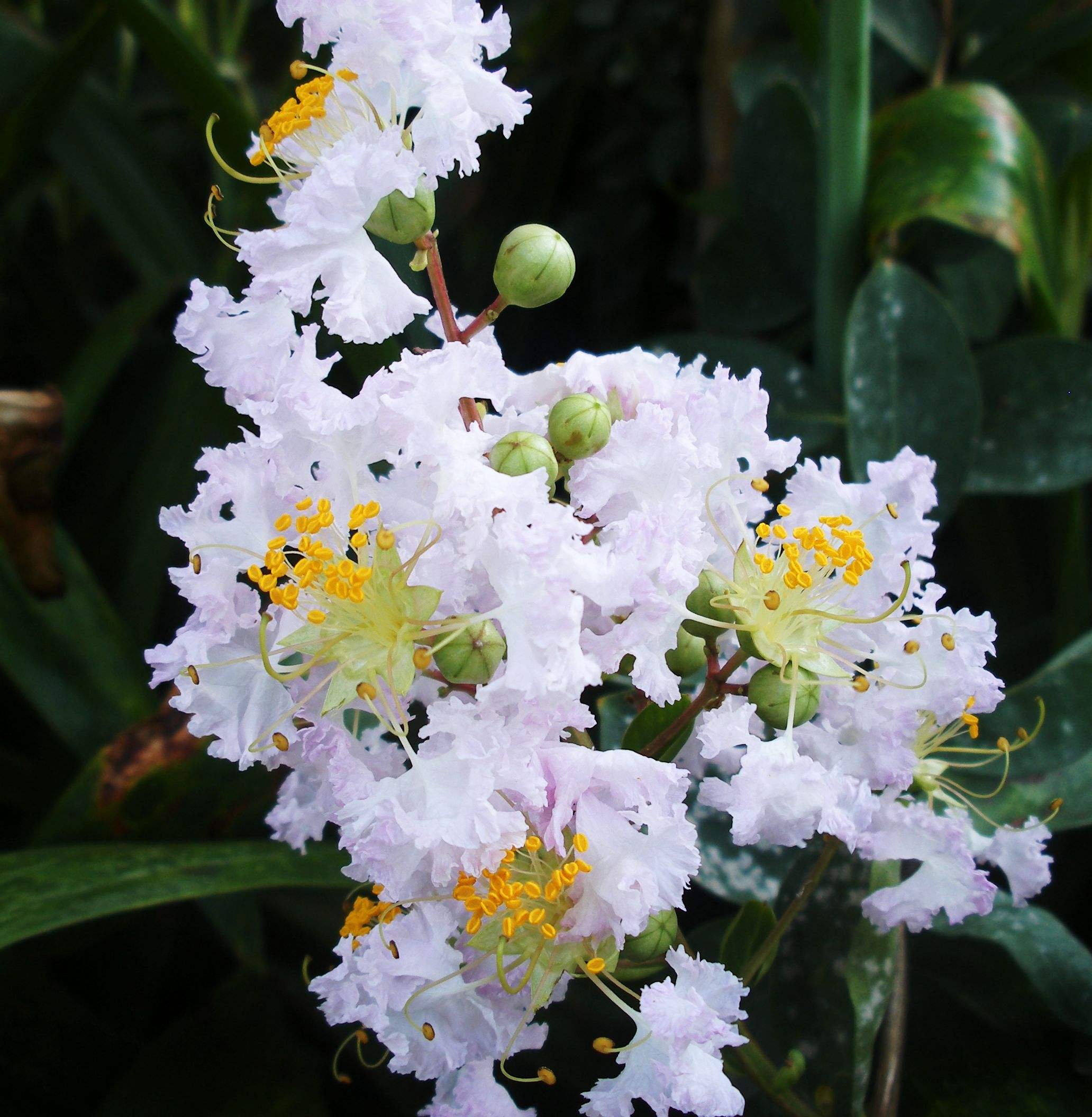 紫薇花诗词精选一十六首晓迎秋露一枝新不占园中最上春