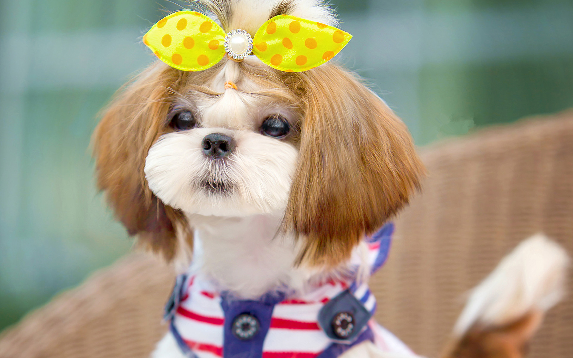 宠物犬中的公主西施犬