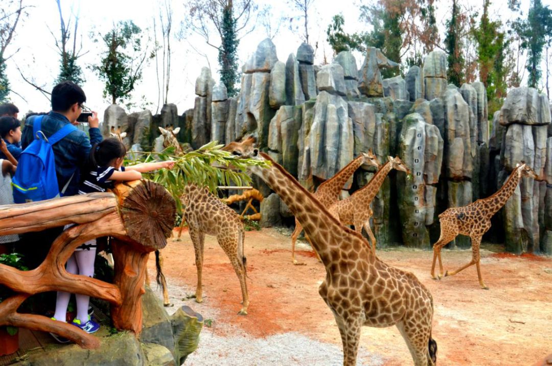 雲南野生動物園溫馨提示出門請看鹿