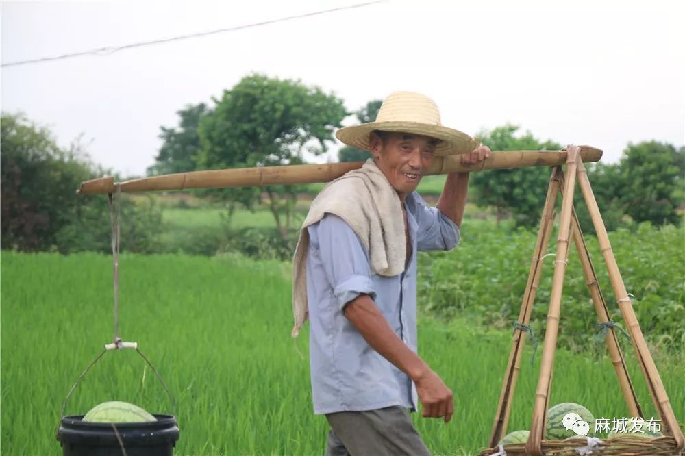 收获满满一担果实带一大瓶茶水准备去干活的妇女在荒野里放牛的老人引