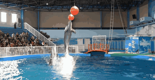 可容纳2500人的海豚剧场,每天都有表演憨态可掬的海狮,聪明伶俐的海豚