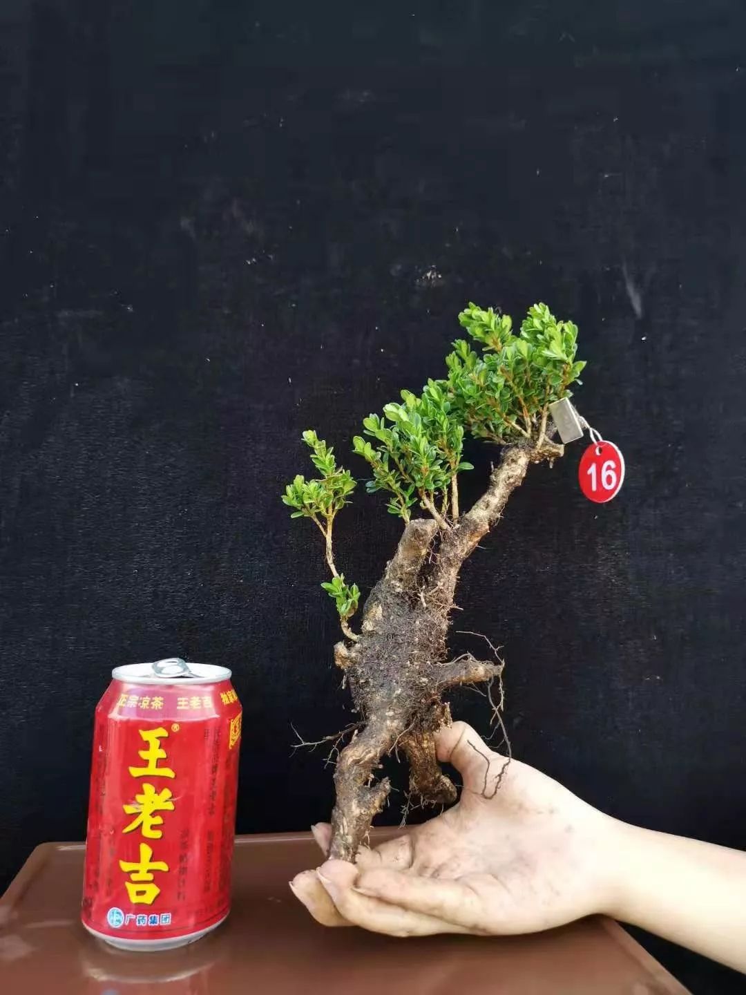 养一棵黄杨配你慢慢变老