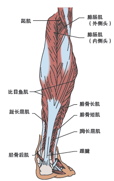 腓肠肌解剖图图片