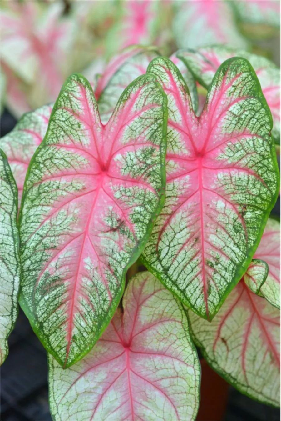 花博系列之花二丨天使调色板五彩芋