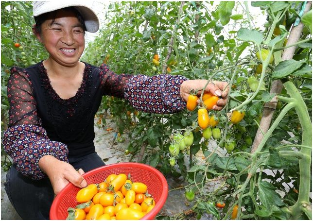 从粮棉种植到瓜果飘香,看镇海农业发展的光荣历程_副业生产