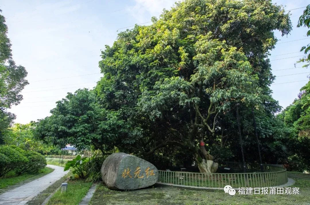 许武 摄在荔城区镇海街道宋氏宗祠遗址中,长着一棵"宋家香"荔枝古树