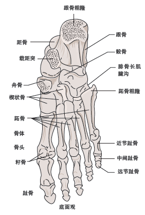 足籽骨的位置图图片