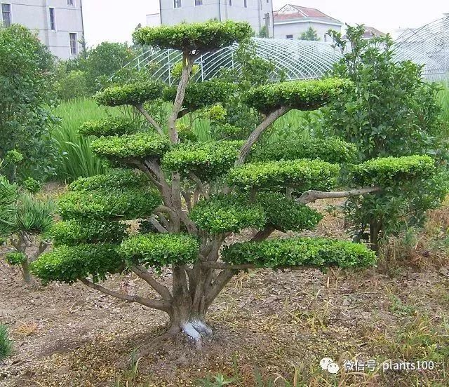 各种苗木造型方法图片