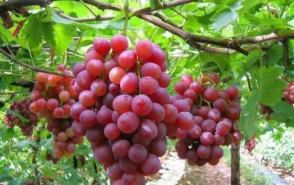 8月份高温葡萄树要这样管理才会硕果累累