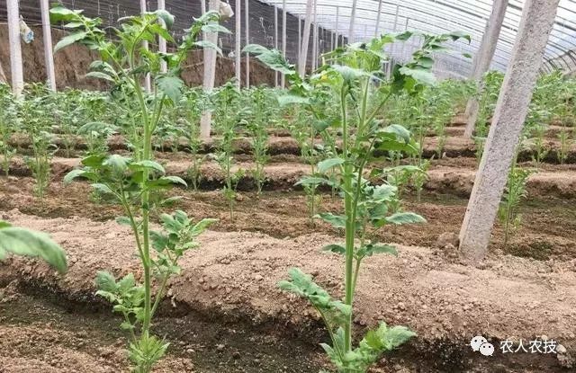 秋茬西紅柿要想有產量,需要澆幾次水?衝幾次肥?可別有遺漏