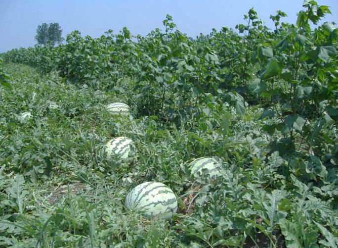 江汉平原纪事 | "摘"瓜记_西瓜地