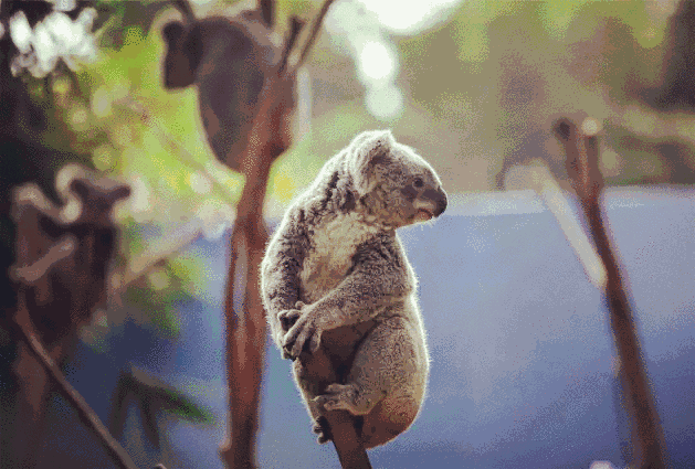 629_425gif 动态图 动图