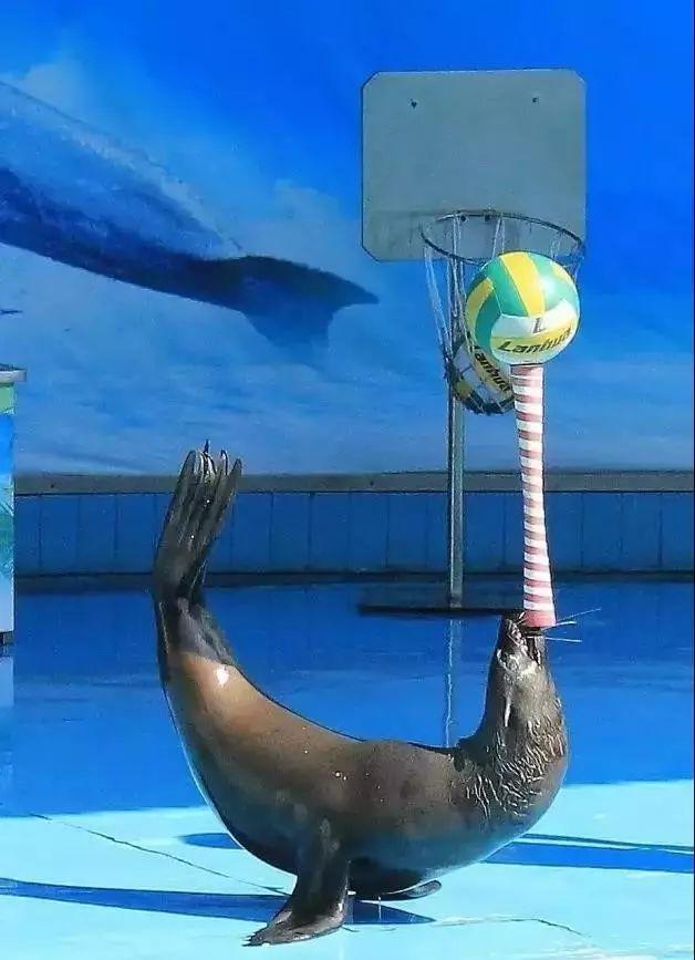 嗨一夏海狮大咖秀美人鱼出没奥特莱斯精美礼品免费送