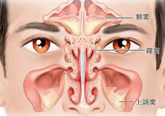 常常从颊部放散到眼部;4,额窦,筛窦,上颌窦的化脓性炎症可能引起角膜