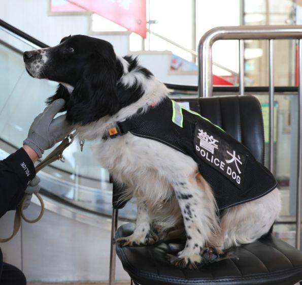 史宾格犬,马里努阿犬,德国牧羊犬警犬种类主要有目前青岛铁路公安处的