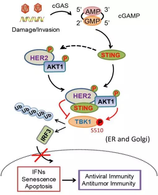 文献ncb揭示经典致癌通路her2akt的天然免疫识别调控以