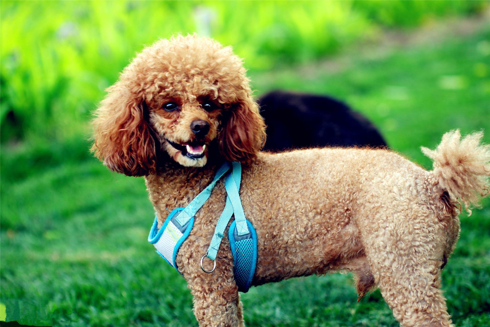 狗中贵族贵宾犬