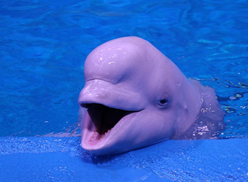 溧阳人福利158元芜湖大白鲸海洋公园一日游满足你所有浪漫幻想
