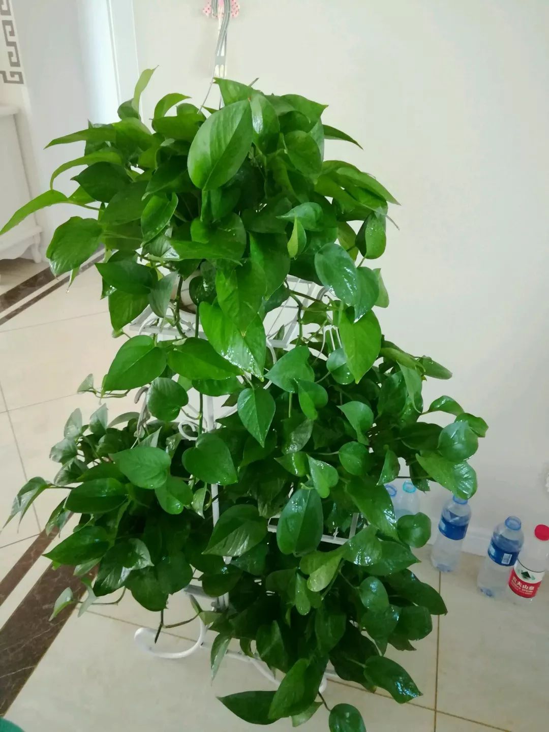 适合栽种多肉君子兰吊兰绿萝兰草等植株