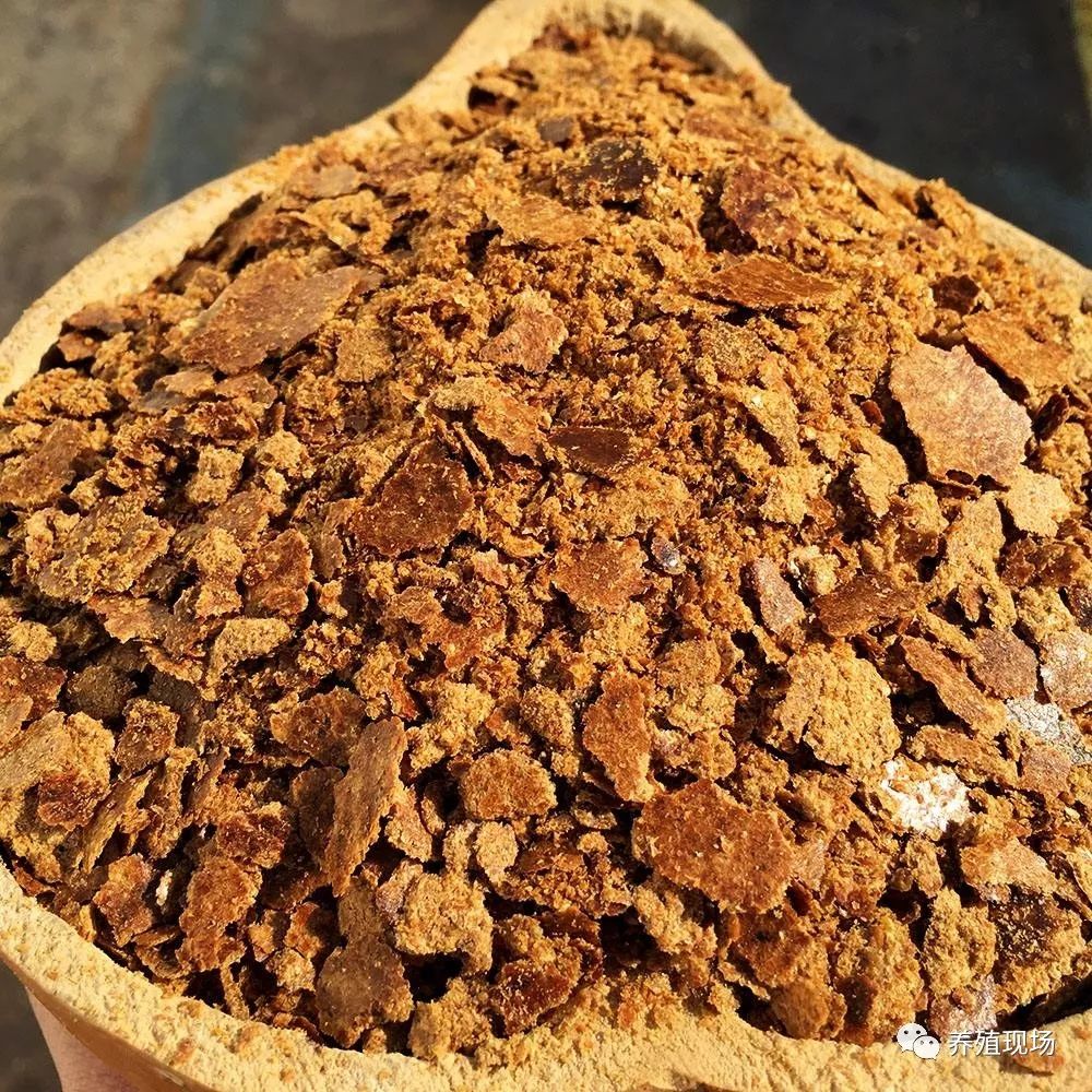 夏季潮湿高温饲料发霉,害怕鸡霉菌毒素中毒就这么办!