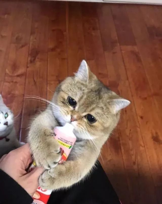 这猫咪吃东西的时候真是超级无辜可爱死了