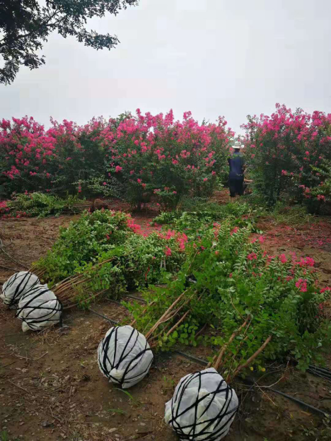 丛生紫薇种植基地火热直销绚丽多彩的夏季观花树种