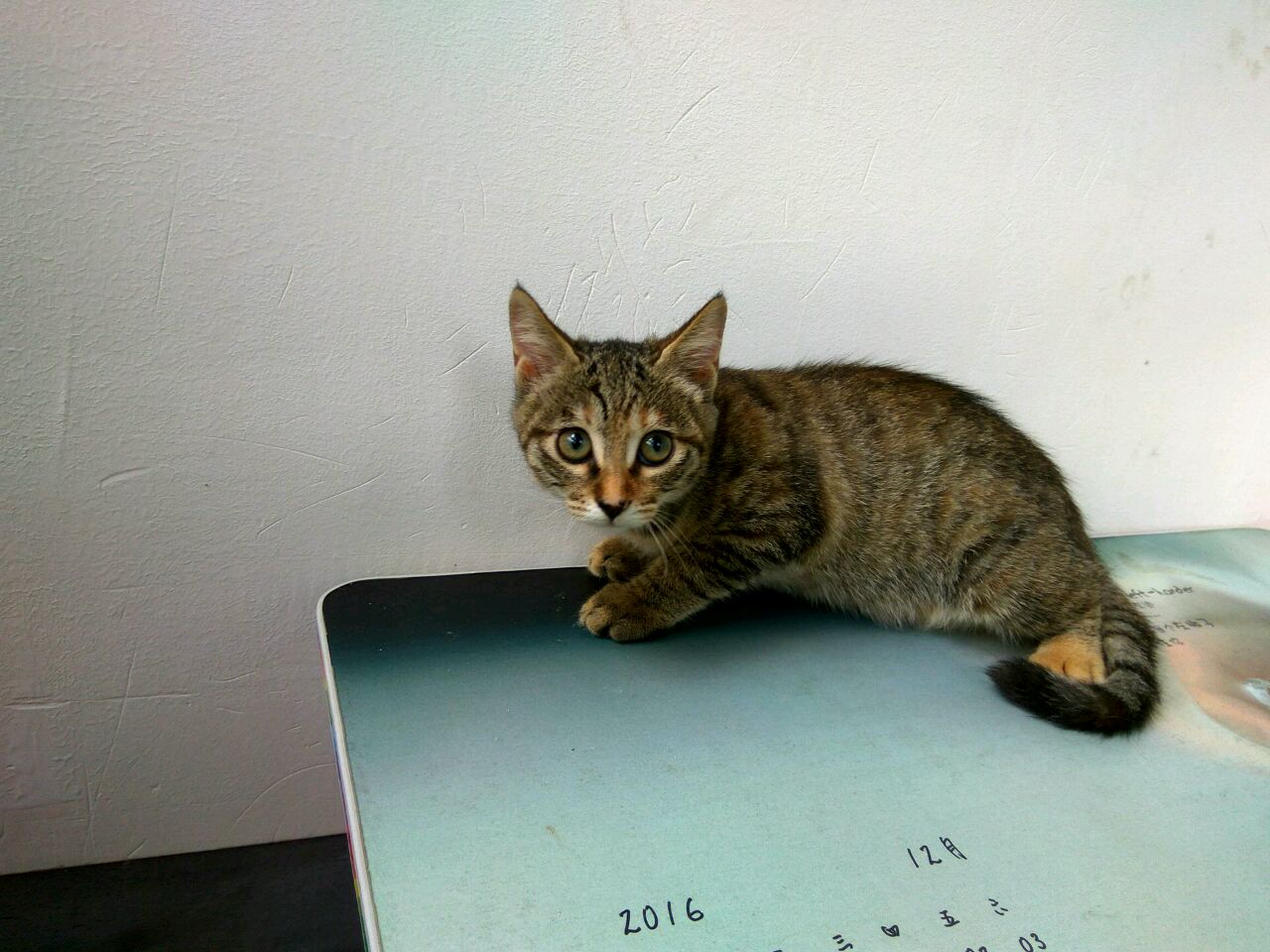 中国本土猫中华田园猫