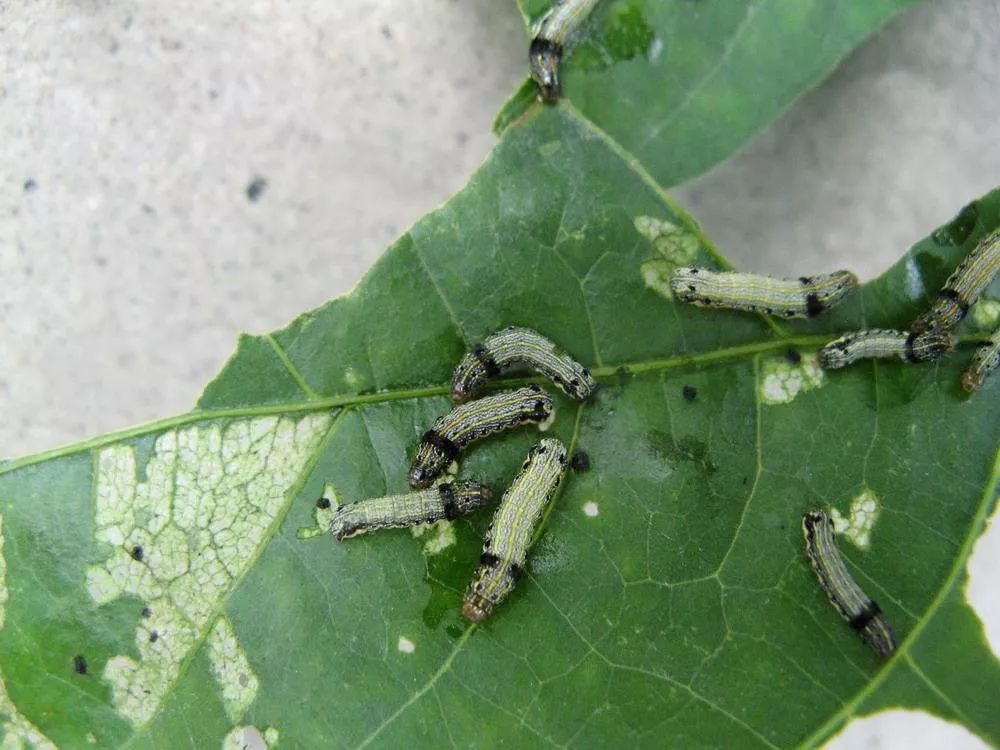 最强的杀虫剂组合,专杀老龄抗性大虫,2分钟中毒,1天死虫