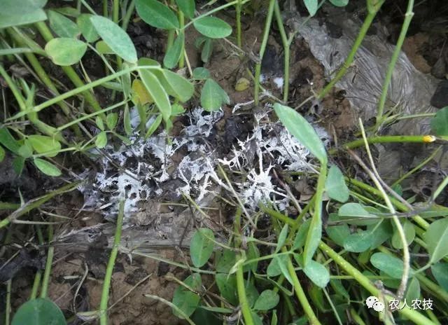 它的病原菌是齐整小核菌,属半知菌亚门真菌.