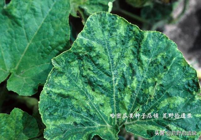 哈密瓜常见菌类病害识别与防治