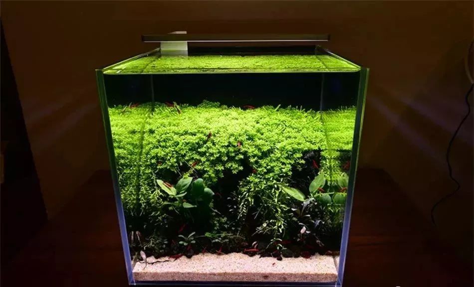 25cm小缸100天跟踪全记录换水千万别偷懒