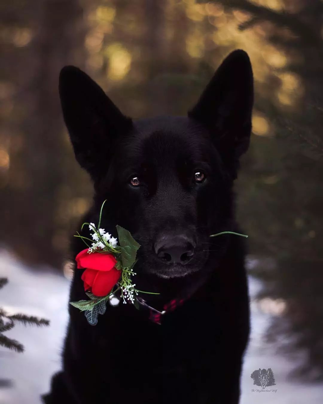 为什么大家不喜欢黑狗它们明明有那么多优点