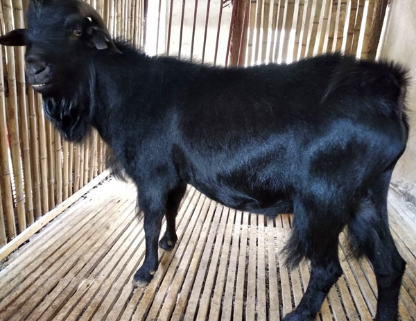 黑山羊一个月能长多少斤